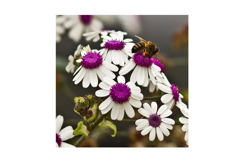 Canvas-taulu 45x45 cm - Kukka-asetelma valkoisilla kukilla ja violeteilla keskiosilla, Valkoinen / violetti