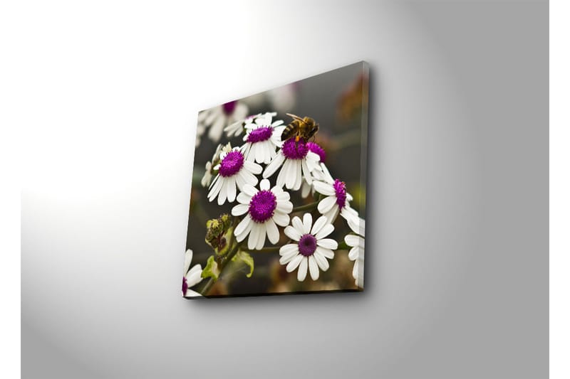 Canvas-taulu 45x45 cm - Kukka-asetelma valkoisilla kukilla ja violeteilla keskiosilla - Valkoinen / violetti - Sisustustuotteet - Taulu & taide - Canvas-taulu