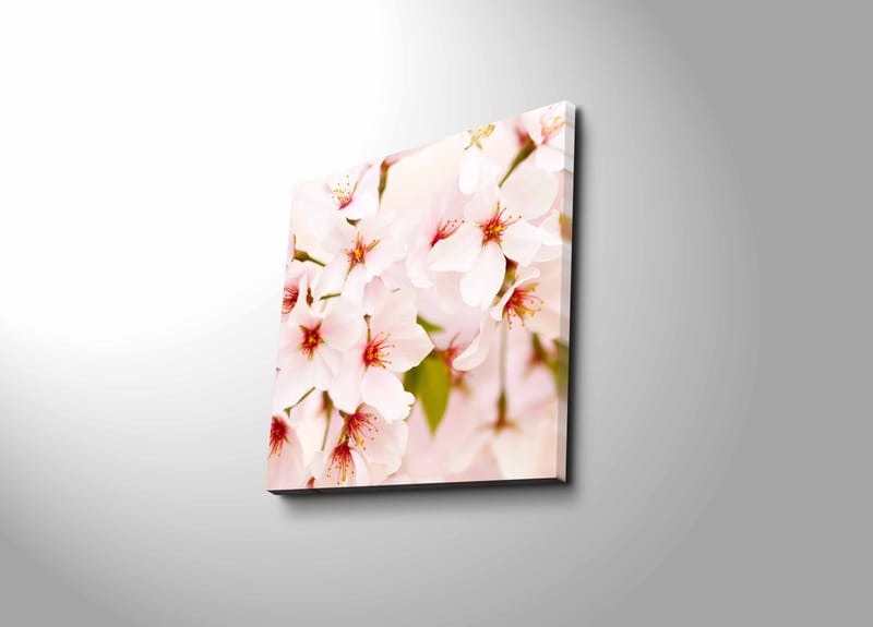 Canvas-taulu 45x45 cm - Kukkivia kirsikankukkia pastellisävyissä, Vaaleanpunainen / Valkoinen / Vihreä