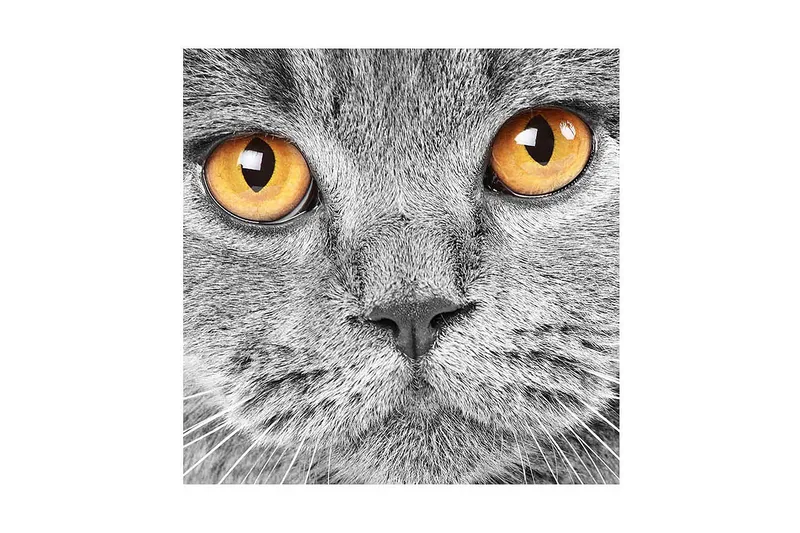 Canvas-taulu 45x45 cm - Lähikuva harmaasta kissasta ilmeikkäine silmineen, Harmaa / Oranssi