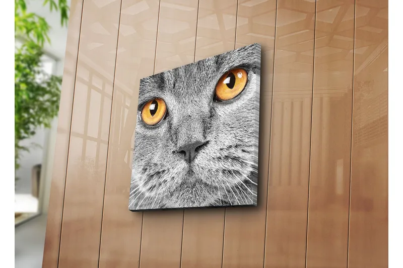 Canvas-taulu 45x45 cm - Lähikuva harmaasta kissasta ilmeikkäine silmineen - Harmaa / Oranssi - Sisustustuotteet - Taulu & taide - Canvas-taulu