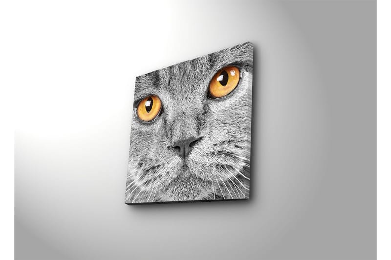 Canvas-taulu 45x45 cm - Lähikuva harmaasta kissasta ilmeikkäine silmineen - Harmaa / Oranssi - Sisustustuotteet - Taulu & taide - Canvas-taulu