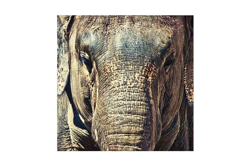 Canvas-taulu 45x45 cm - Lähikuva norsun kasvoista yksityiskohtaisella tekstuurilla, Harmaa / Ruskea / Beige