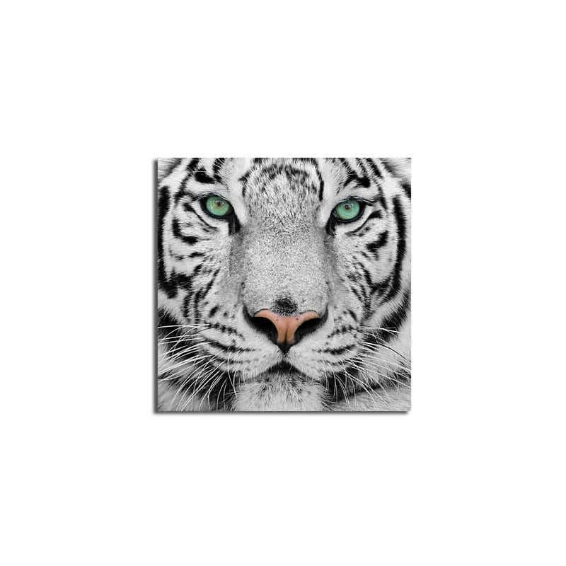 Canvas-taulu 45x45 cm - Lähikuva valkoisesta tiikeristä intensiivisine silmineen - Valkoinen / Musta / Vihreä - Sisustustuotteet - Taulu & taide - Canvas-taulu