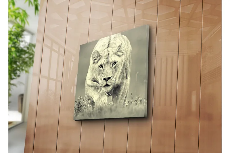 Canvas-taulu 45x45 cm - Majesteettinen leijona liikkeessä - Harmaa / Musta - Sisustustuotteet - Taulu & taide - Canvas-taulu