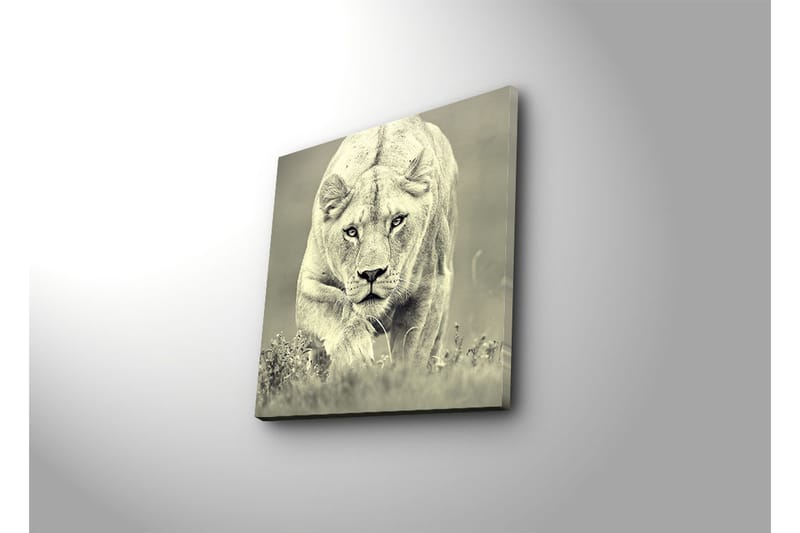 Canvas-taulu 45x45 cm - Majesteettinen leijona liikkeessä - Harmaa / Musta - Sisustustuotteet - Taulu & taide - Canvas-taulu