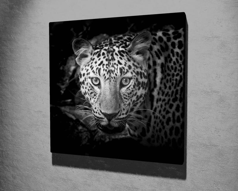 Canvas-taulu 45x45 cm - Muotokuva leopardista intensiivisin silmin - Musta / Valkoinen / Harmaa - Sisustustuotteet - Taulu & taide - Canvas-taulu
