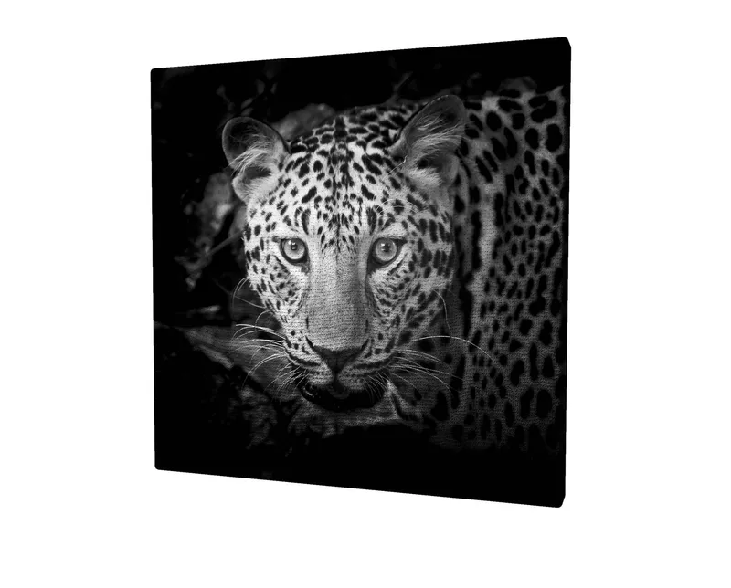 Canvas-taulu 45x45 cm - Muotokuva leopardista intensiivisin silmin, Musta / Valkoinen / Harmaa