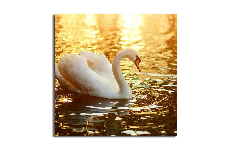 Canvas-taulu 45x45 cm - Musta joutsen ui kimaltelevassa vedessä, Valkoinen / Kulta / Oranssi