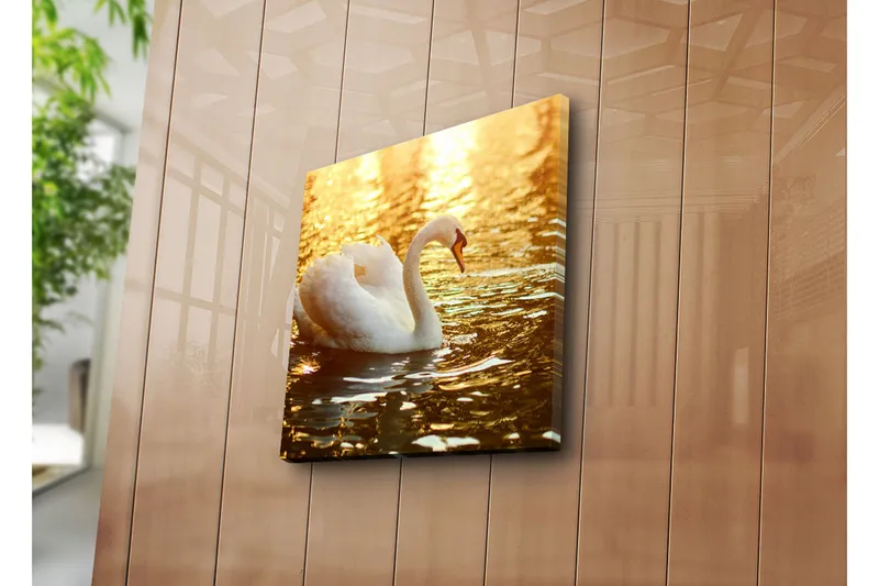 Canvas-taulu 45x45 cm - Musta joutsen ui kimaltelevassa vedessä - Valkoinen / Kulta / Oranssi - Sisustustuotteet - Taulu & taide - Canvas-taulu