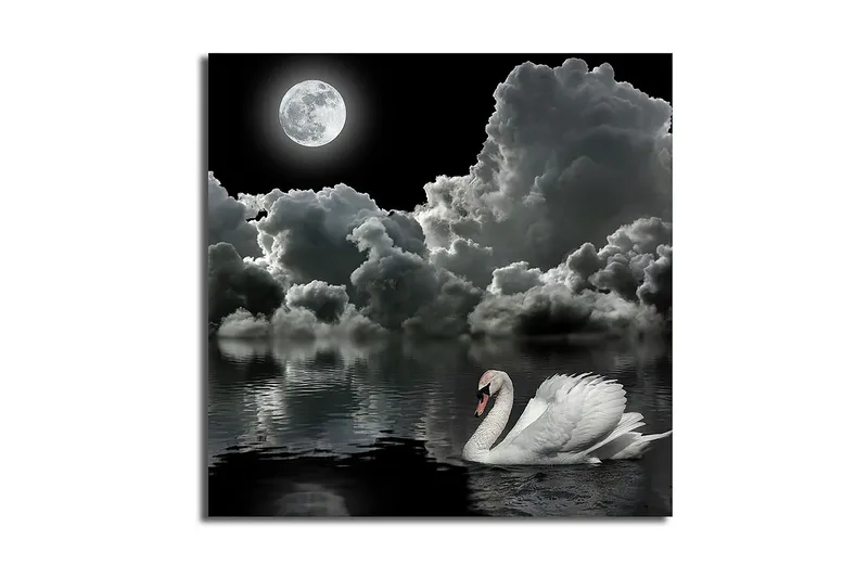 Canvas-taulu 45x45 cm - Mustavalkoinen joutsen ui täysikuun alla dramaattisella pilvisellä taivaalla - Valkoinen / Musta / Harmaa - Sisustustuotteet - Taulu & taide - Canvas-taulu