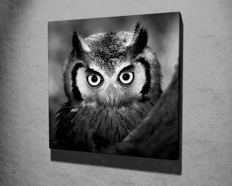 Canvas-taulu 45x45 cm - Mustavalkoinen lähikuva pöllöstä, jolla on huurteiset höyhenet ja läpitunkeva katse - Musta / Valkoinen - Sisustustuotteet - Taulu & taide - Canvas-taulu