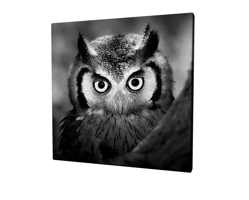 Canvas-taulu 45x45 cm - Mustavalkoinen lähikuva pöllöstä, jolla on huurteiset höyhenet ja läpitunkeva katse, Musta / Valkoinen