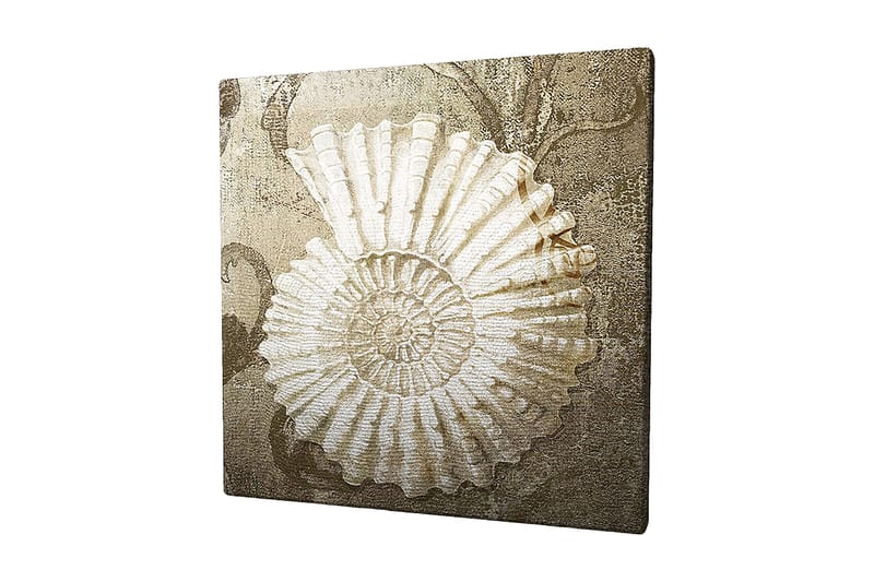 Canvas-taulu 45x45 cm - Simpukankuori yksityiskohtaisella rakenteella pehmeällä taustalla, Valkoinen / Beige / Harmaa
