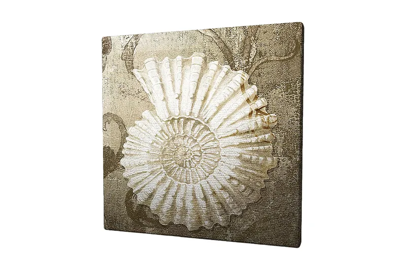 Canvas-taulu 45x45 cm - Simpukankuori yksityiskohtaisella rakenteella pehmeällä taustalla, Valkoinen / Beige / Harmaa
