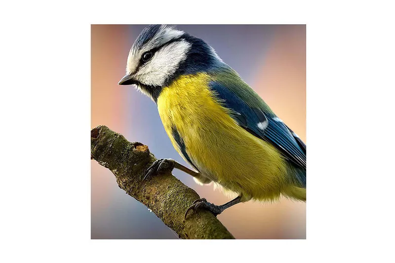 Canvas-taulu 45x45 cm - Sinitiainen oksalla - Sininen / Keltainen / Valkoinen - Sisustustuotteet - Taulu & taide - Canvas-taulu