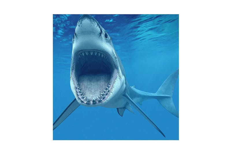 Canvas-taulu 45x45 cm - Suurikokoinen hai suu auki veden alla, Sininen / Harmaa / Valkoinen