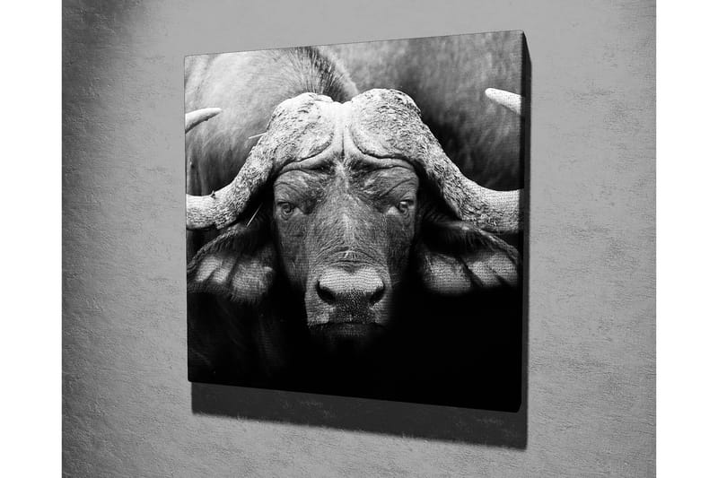 Canvas-taulu 45x45 cm - Upea puhveli voimakkailla sarvilla - Musta / Harmaa - Sisustustuotteet - Taulu & taide - Canvas-taulu