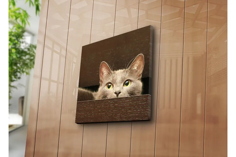 Canvas-taulu 45x45 cm - Utelias kissa kurkistaa laatikon takaa - Harmaa / Keltavihreä - Sisustustuotteet - Taulu & taide - Canvas-taulu