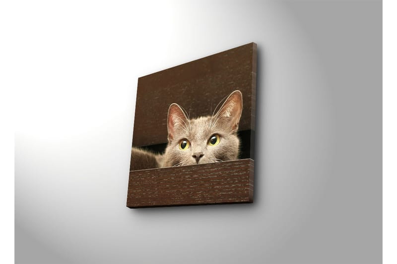 Canvas-taulu 45x45 cm - Utelias kissa kurkistaa laatikon takaa - Harmaa / Keltavihreä - Sisustustuotteet - Taulu & taide - Canvas-taulu