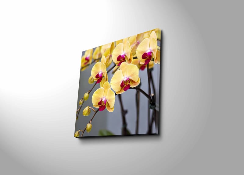 Canvas-taulu 45x45 cm - Värikäs orkidea keltaisilla ja vaaleanpunaisilla kukilla, Keltainen / Vaaleanpunainen