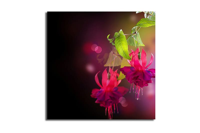 Canvas-taulu 45x45 cm - Värikäs riippuva fuksia vihreillä lehdillä, Vaaleanpunainen / Violetti / Vihreä