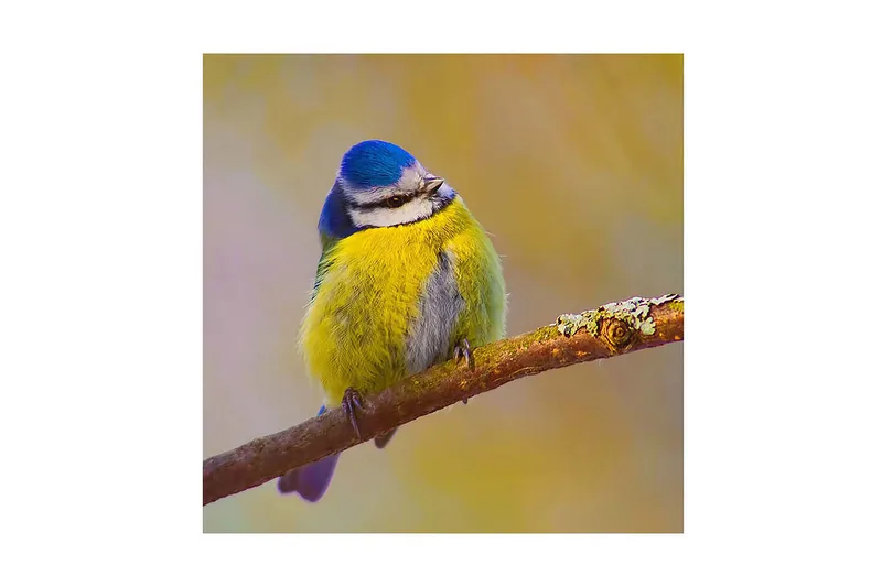 Canvas-taulu 45x45 cm - Värikäs sinitiainen oksalla, Sininen / Keltainen / Harmaa