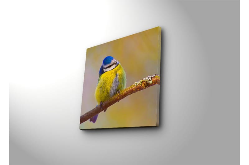 Canvas-taulu 45x45 cm - Värikäs sinitiainen oksalla - Sininen / Keltainen / Harmaa - Sisustustuotteet - Taulu & taide - Canvas-taulu