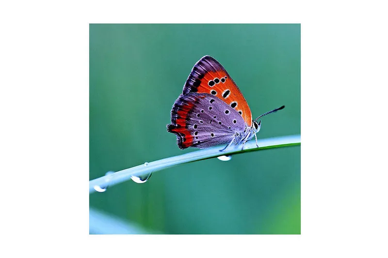 Canvas-taulu 45x45 cm - Värikäs perhonen vihreällä lehdellä, Oranssi / Violetti / Harmaa