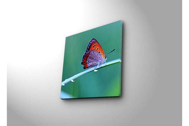 Canvas-taulu 45x45 cm - Värikäs perhonen vihreällä lehdellä - Oranssi / Violetti / Harmaa - Sisustustuotteet - Taulu & taide - Canvas-taulu