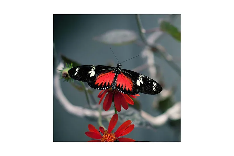 Canvas-taulu 45x45 cm - Värikäs perhonen kukassa, Punainen / Musta