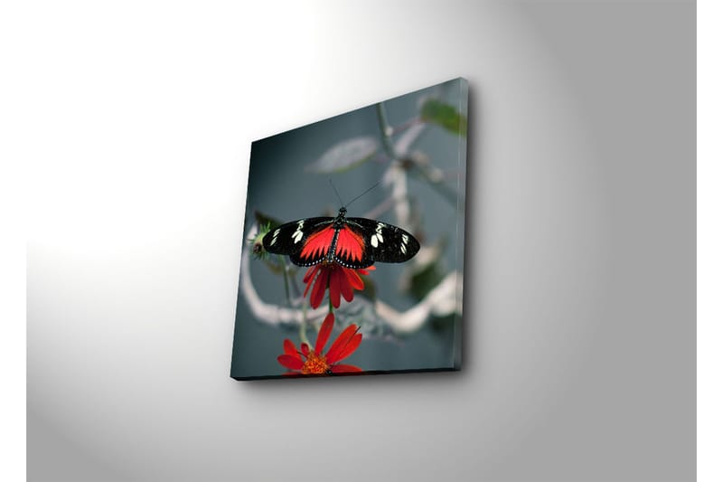 Canvas-taulu 45x45 cm - Värikäs perhonen kukassa - Punainen / Musta - Sisustustuotteet - Taulu & taide - Canvas-taulu