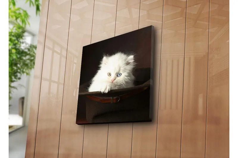 Canvas-taulu 45x45 cm - Valkoinen kissanpentu hatussa - Valkoinen / Ruskea / Sininen - Sisustustuotteet - Taulu & taide - Canvas-taulu