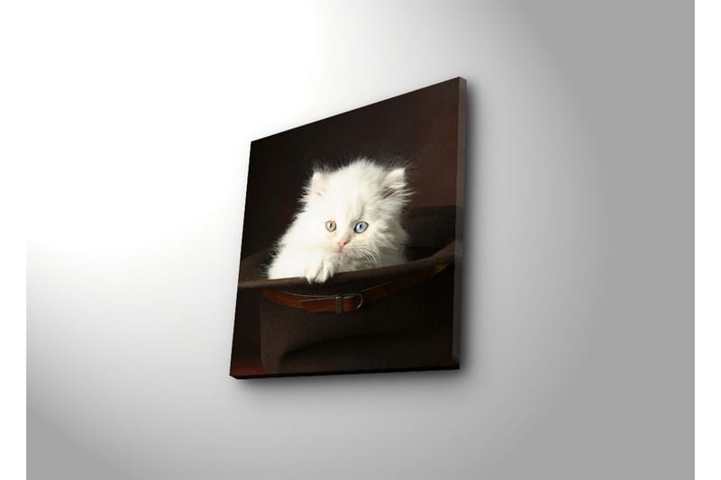 Canvas-taulu 45x45 cm - Valkoinen kissanpentu hatussa - Valkoinen / Ruskea / Sininen - Sisustustuotteet - Taulu & taide - Canvas-taulu