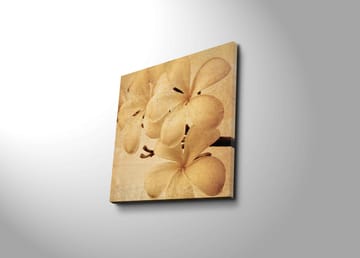 Canvas-taulu 45x45 cm - Valkoinen orkidea pehmeillä terälehdillä - Valkoinen / Beige / Ruskea - Sisustustuotteet - Taulu & taide - Canvas-taulu