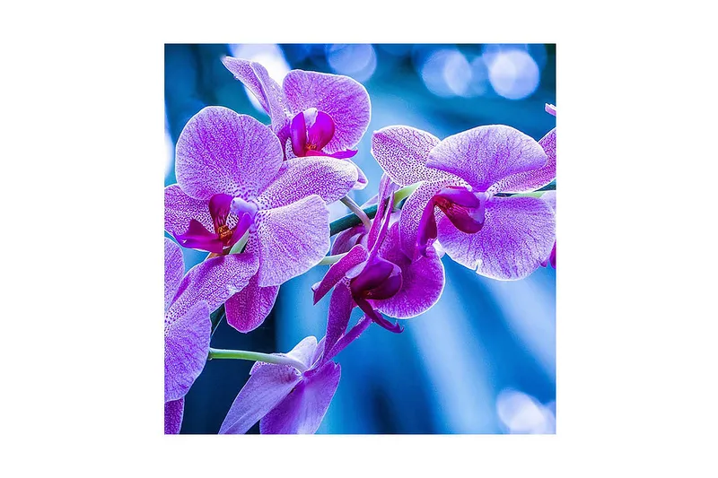 Canvas-taulu 45x45 cm - Violetit orkideat kukassa, Violetti / Sininen
