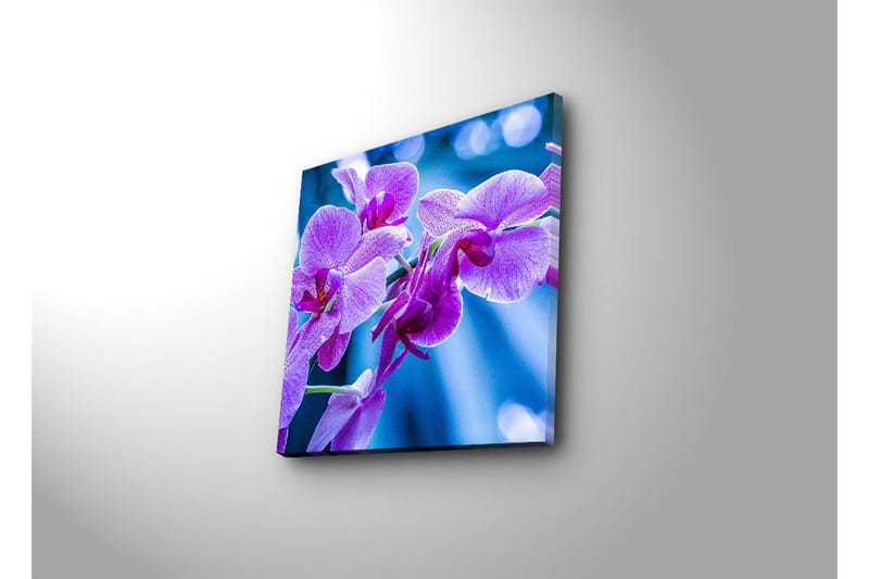 Canvas-taulu 45x45 cm - Violetit orkideat kukassa - Violetti / Sininen - Sisustustuotteet - Taulu & taide - Canvas-taulu
