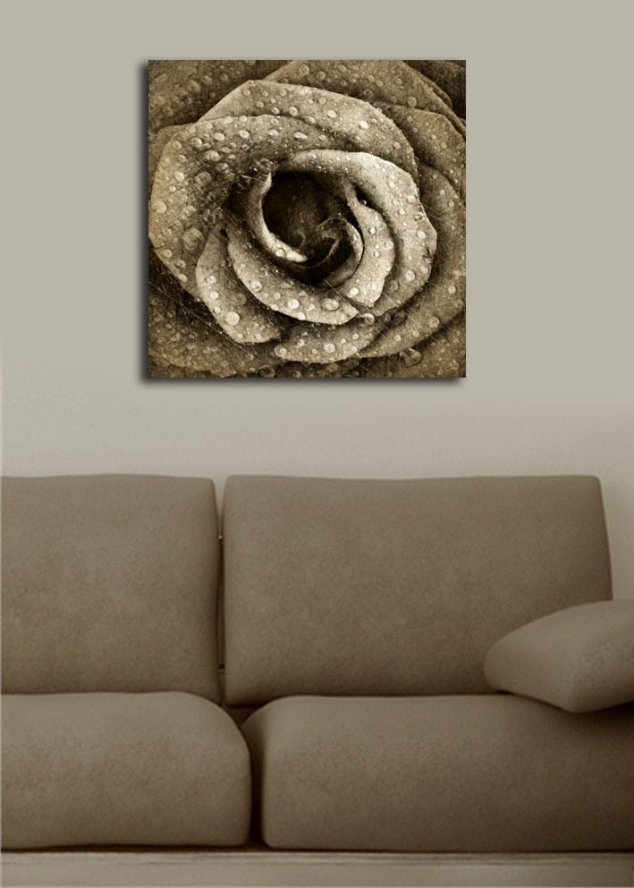 Canvas-taulu 45x45 cm - Yksityiskohtainen ruusu vesipisaroilla - Harmaa / Beige - Sisustustuotteet - Taulu & taide - Canvas-taulu