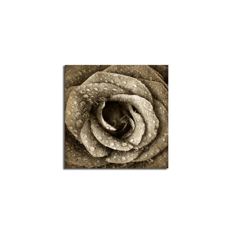 Canvas-taulu 45x45 cm - Yksityiskohtainen ruusu vesipisaroilla - Harmaa / Beige - Sisustustuotteet - Taulu & taide - Canvas-taulu