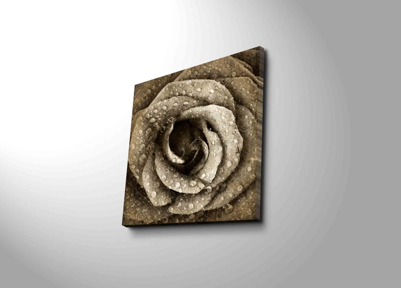 Canvas-taulu 45x45 cm - Yksityiskohtainen ruusu vesipisaroilla, Harmaa / Beige