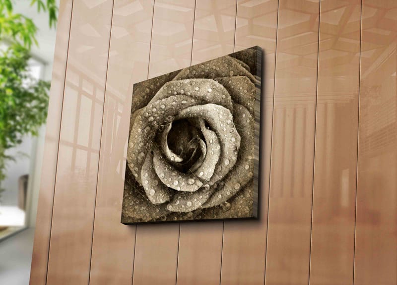 Canvas-taulu 45x45 cm - Yksityiskohtainen ruusu vesipisaroilla - Harmaa / Beige - Sisustustuotteet - Taulu & taide - Canvas-taulu