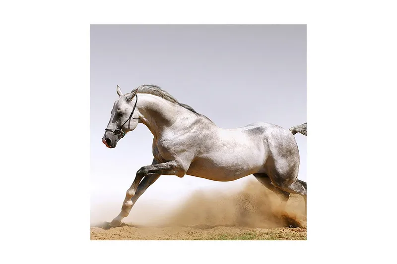 Canvas-taulu 45x45 cm - Ylpeä hevonen täydessä laukassa, Harmaa / Valkoinen / Beige