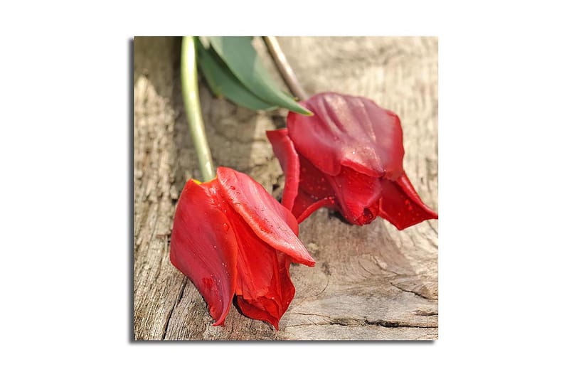 Canvas-taulu 45x45 cm - Punaiset tulppaanit puupinnalla, Punainen / Vihreä