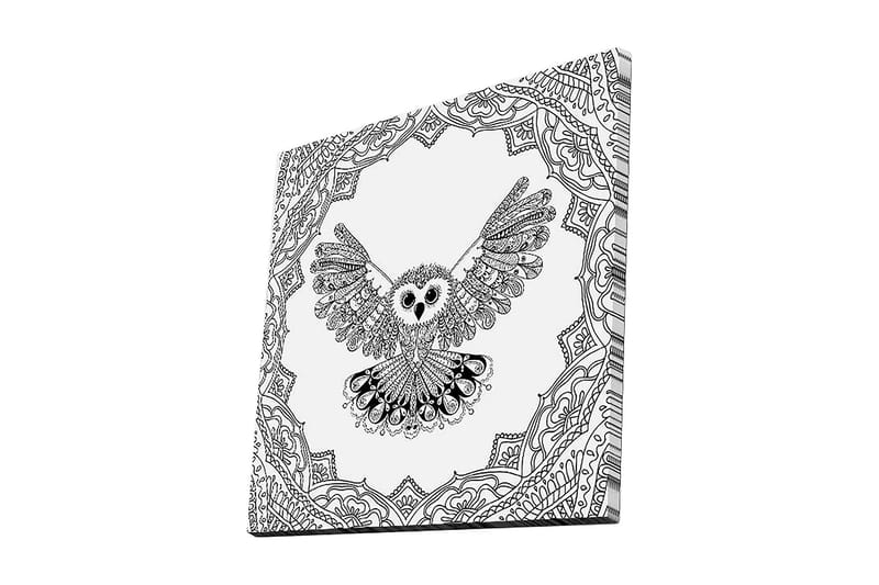 Canvas-taulu 45x45 cm - Pöllö ojennettuine siivin yksityiskohtaisessa kehyksessä, Musta / Valkoinen