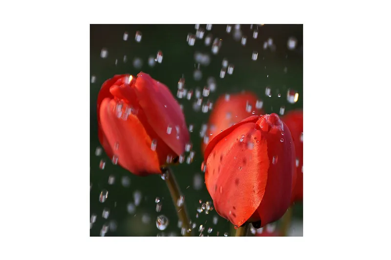 Canvas-taulu 45x45 cm - Punainen tulppaani ja valossa kimaltelevat vesipisarat, Punainen / Vihreä