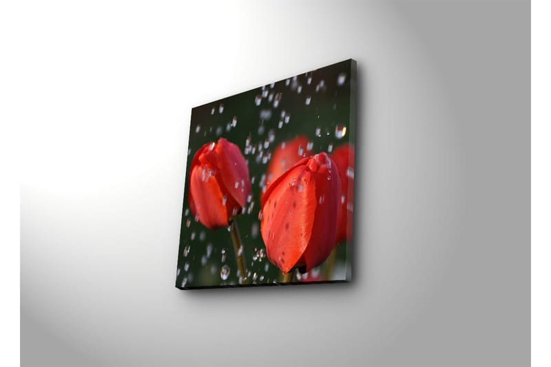 Canvas-taulu 45x45 cm - Punainen tulppaani ja valossa kimaltelevat vesipisarat - Punainen / Vihreä - Sisustustuotteet - Taulu & taide - Canvas-taulu