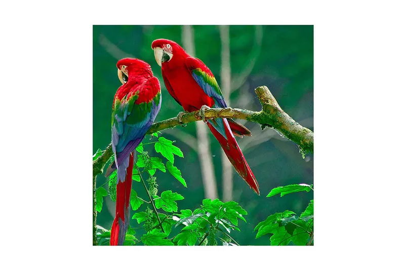 Canvas-taulu 45x45 cm - Pari värikkäitä papukaijoja oksalla, Punainen / Vihreä / Sininen