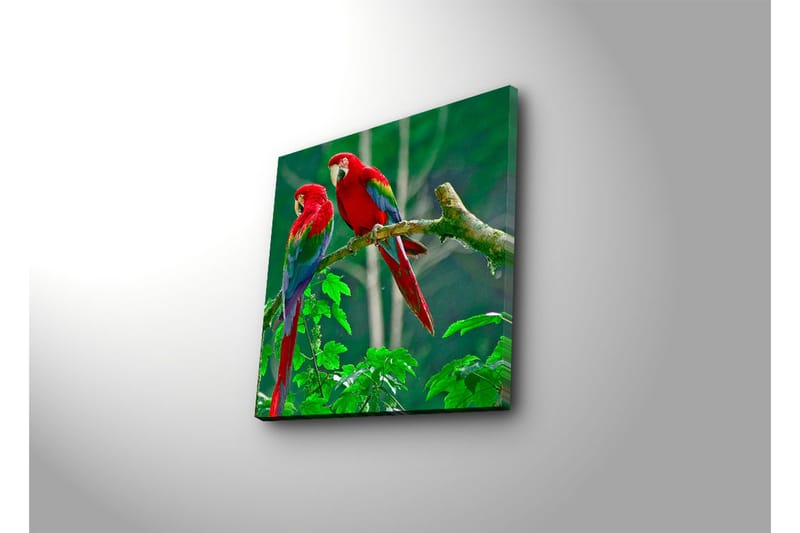 Canvas-taulu 45x45 cm - Pari värikkäitä papukaijoja oksalla - Punainen / Vihreä / Sininen - Sisustustuotteet - Taulu & taide - Canvas-taulu