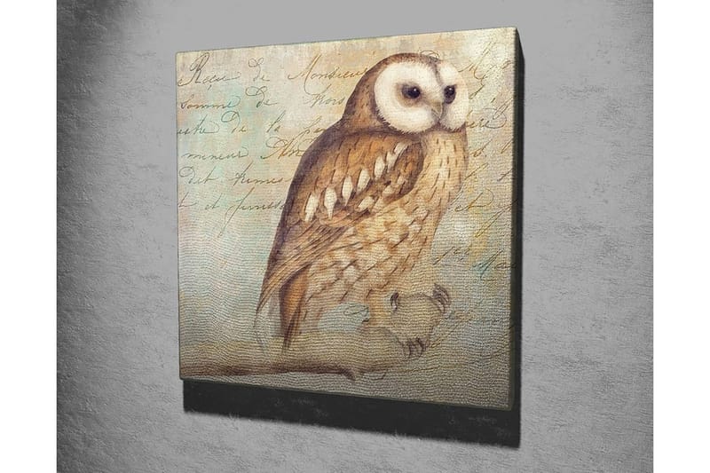 Canvas-taulu 45x45 cm - Pöllö yksityiskohtaisella höyhenpeitteellä - Beige / Ruskea / Vaaleansininen - Sisustustuotteet - Taulu & taide - Canvas-taulu