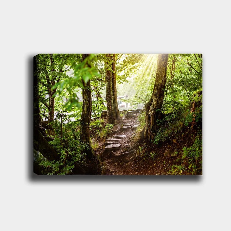 Canvas taulu 70x100 cm - Auringon valaisema polku vehreyden ympäröimänä metsäympäristössä, Vihreä / Ruskea